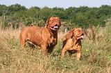 DOGUE DE BORDEAUX 471